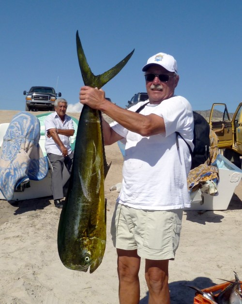 Bob Sutke sports a good-looking bull dorado on the beach at Muertos Bay.  Dorado continue to be the mainstay for most of the fishing around La Paz these days in terms of bluewater species. 