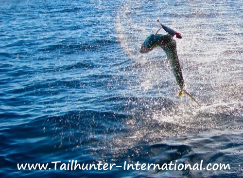 jumping dorado tags 12-12