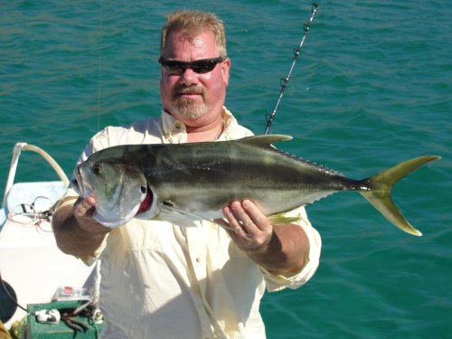There's a reason the local name for jack crevalle is "Toro" which means "Bull" in Spanish.  These jack crevalle are among the gamest fighters in our waters.  Tim shows off one jack he got while fishing 3 days with us.