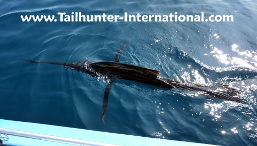 Sailfish tags