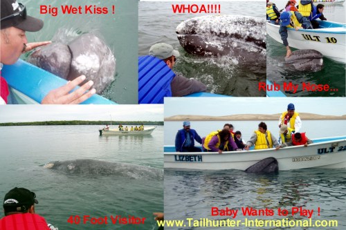 Whalewatchcollage300tagscredits