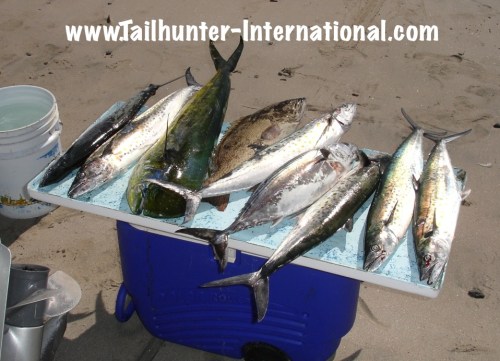 Rack sierra dorado cabrilla