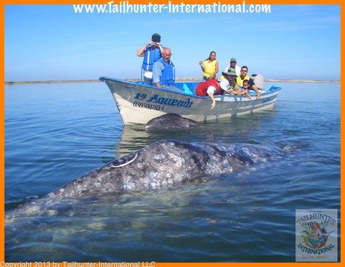 whaleswdennis 410-proc