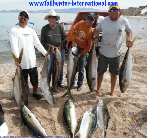 Yellowtail mucho tags 2-13