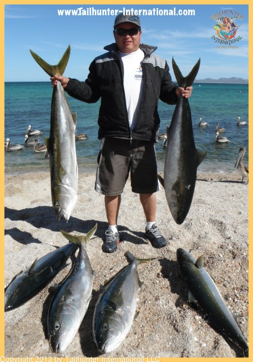 yellowtail 3-13 ventana