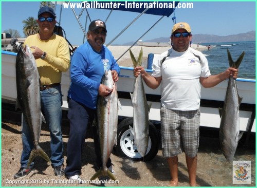 Yellowtail fabio amigos 3:13 tags