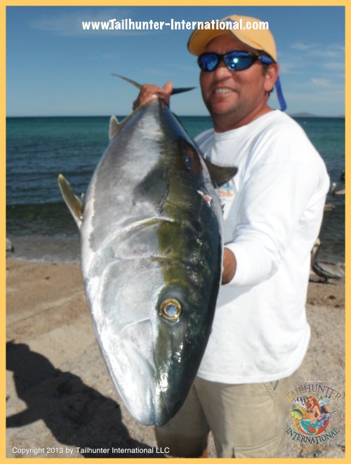 yellowtail fabio tags 3-13