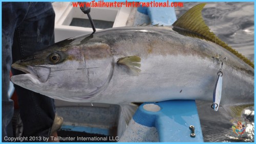 yellowtail jig tags 2-13