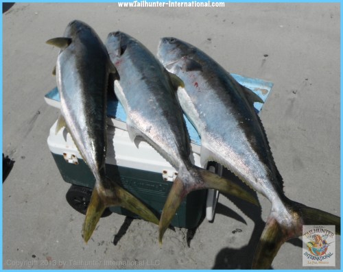 yellowtail rack tags 3-13