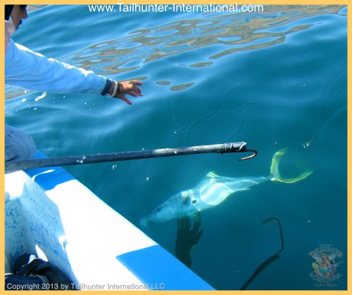 yellowtail to gaff tags 3-13 flippin