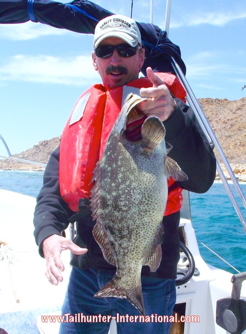 cabrilla faron tags 4-13