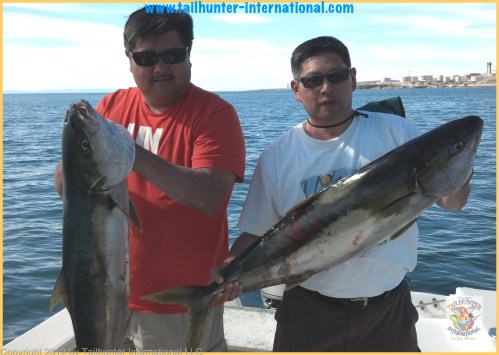 yellowtail chun 1 - 4-13 tags