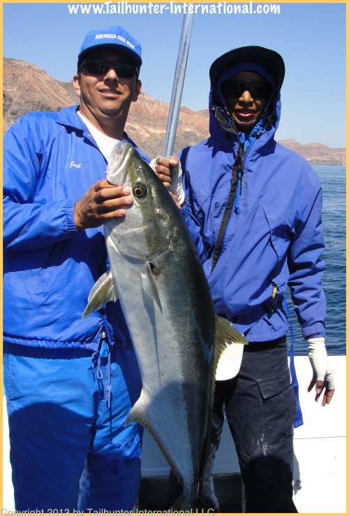 yellowtail verda tags 4-13