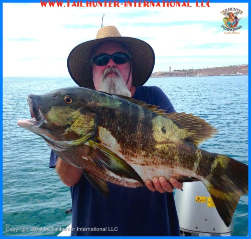 Walt Pargo 1 tags 5-13