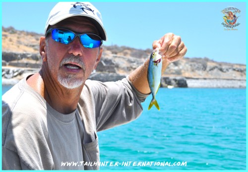 Big yellowtail roger 6-13 tags