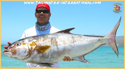 Dave Lester tags amberjack 6-13