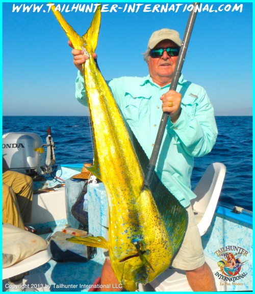 Don White dorado tags 6-13