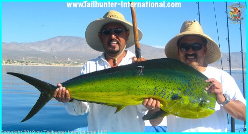 dorado jeff sakuda tags 5-13