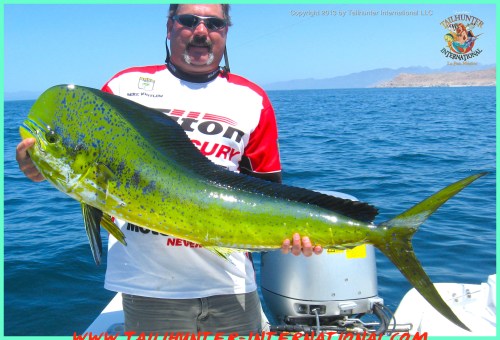 Dorado whitlow 2 6-13 tags