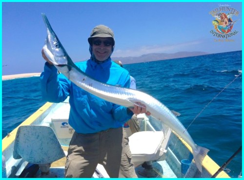 Huge needlefish 6-13-semi tag