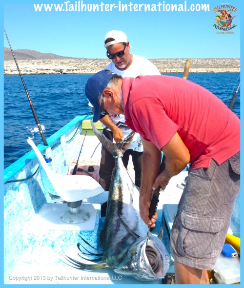 Ron Rooster 3 tags 6-13