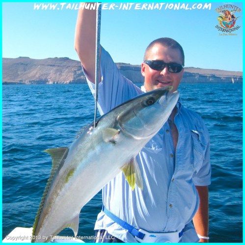 yellowtail ehlers 5-13 tags