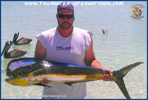 Dorado Sybesma 7-13 tags