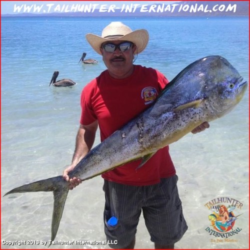 Esteban dorado tags xl 7-13