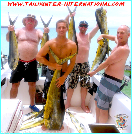 Higi guys dorado 7-13 tags mini