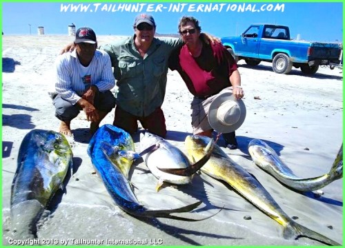 Hosmer dorado tuna 7-13 tags