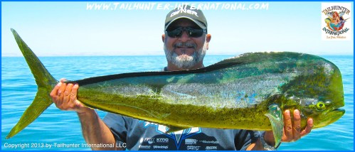 Jorge dorado tags 7-13