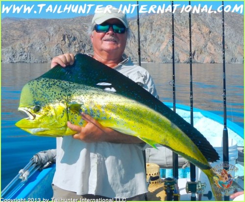 don dorado 8-13 small tags