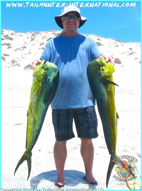 dorado ben kirk small 8-17 tags