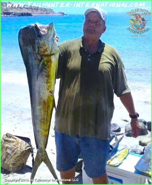 dorado gomer oleson tags 8-13