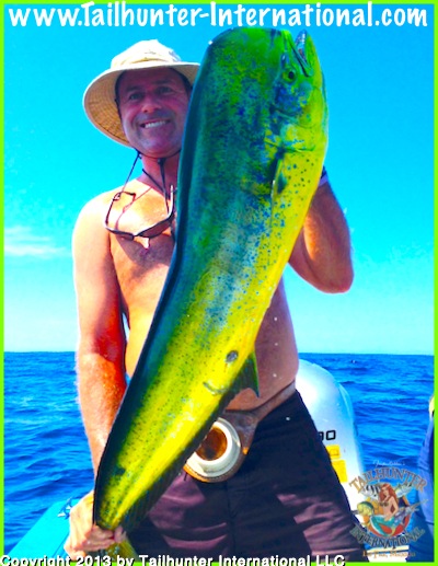 dorado joey 1 small tags 8-13