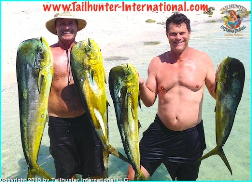 dorado joey kent 4 small tags 8-13