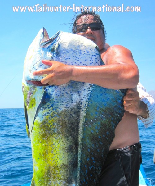 dorado kevin big tags 8-13