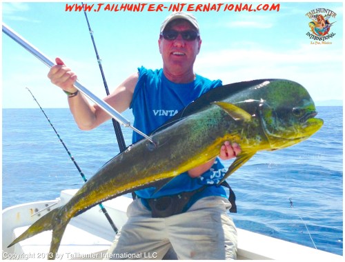 dorado ziggy 7-13 tags