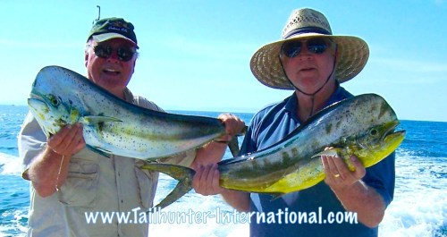 J&D DORADO  samll mini tags 8-13