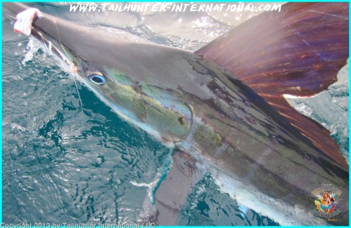 marlin hosmer small 8-13 tags