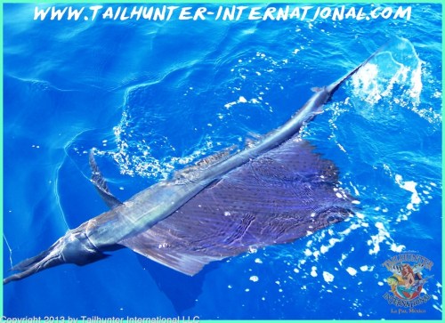 SAILfish tags small 8-13