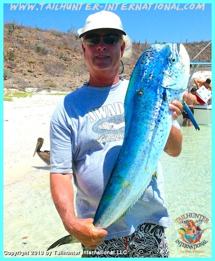 Wade dorado Big Blue 8-13 small tags