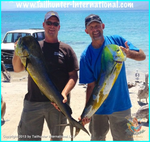 Adam Young Craig Wilfrey tags dorado small 9-13-proc