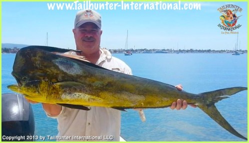 dorado big kurt small tags 8-13