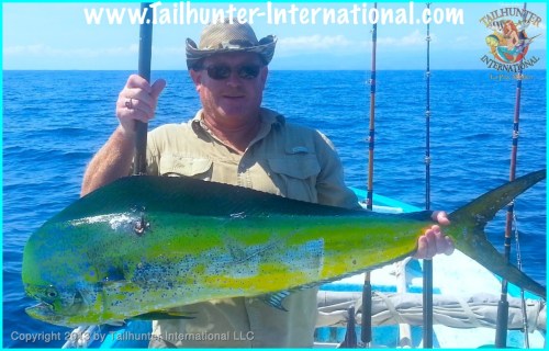 dorado ed small  tags 8-13