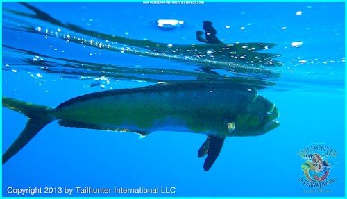 dorado underwater tags small