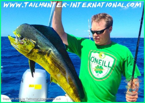 Vince small dorado 9-13 tags