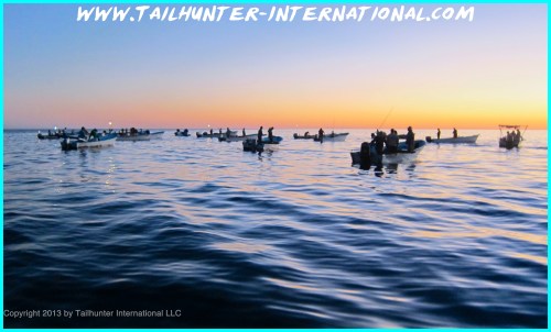 Calimari Fleet tags 10-13