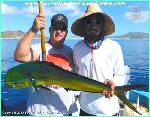 dorado angelo small tags 10-13