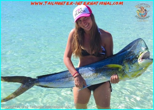 dorado big shandi  10-13 tags